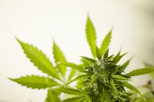 Le cannabis: une année après la légalisation
